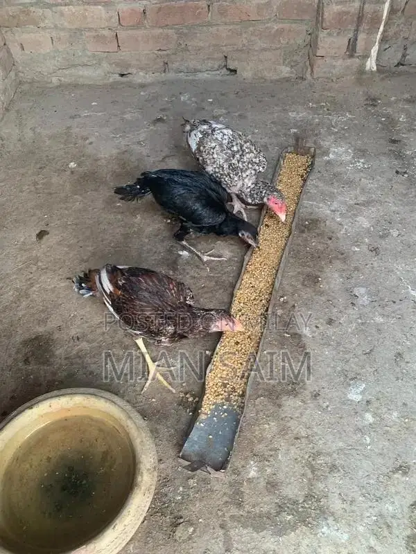 Authentic Aseel Chickens - High-Quality Breeding Pair