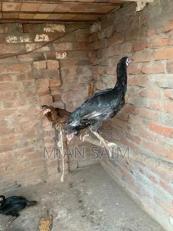 Authentic Aseel Chickens - High-Quality Breeding Pair