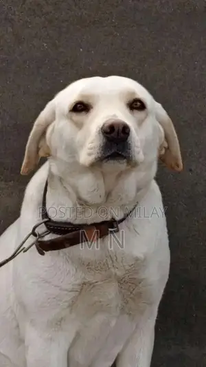 Photo - Family-Friendly Female Fawn Labrador Puppy