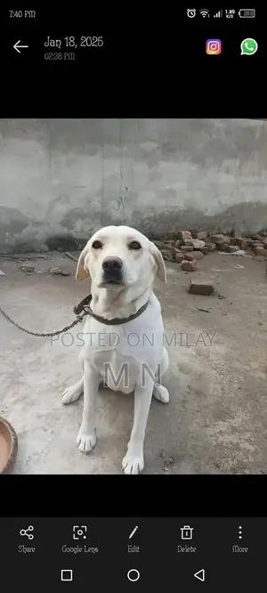 Family-Friendly Female Fawn Labrador Puppy