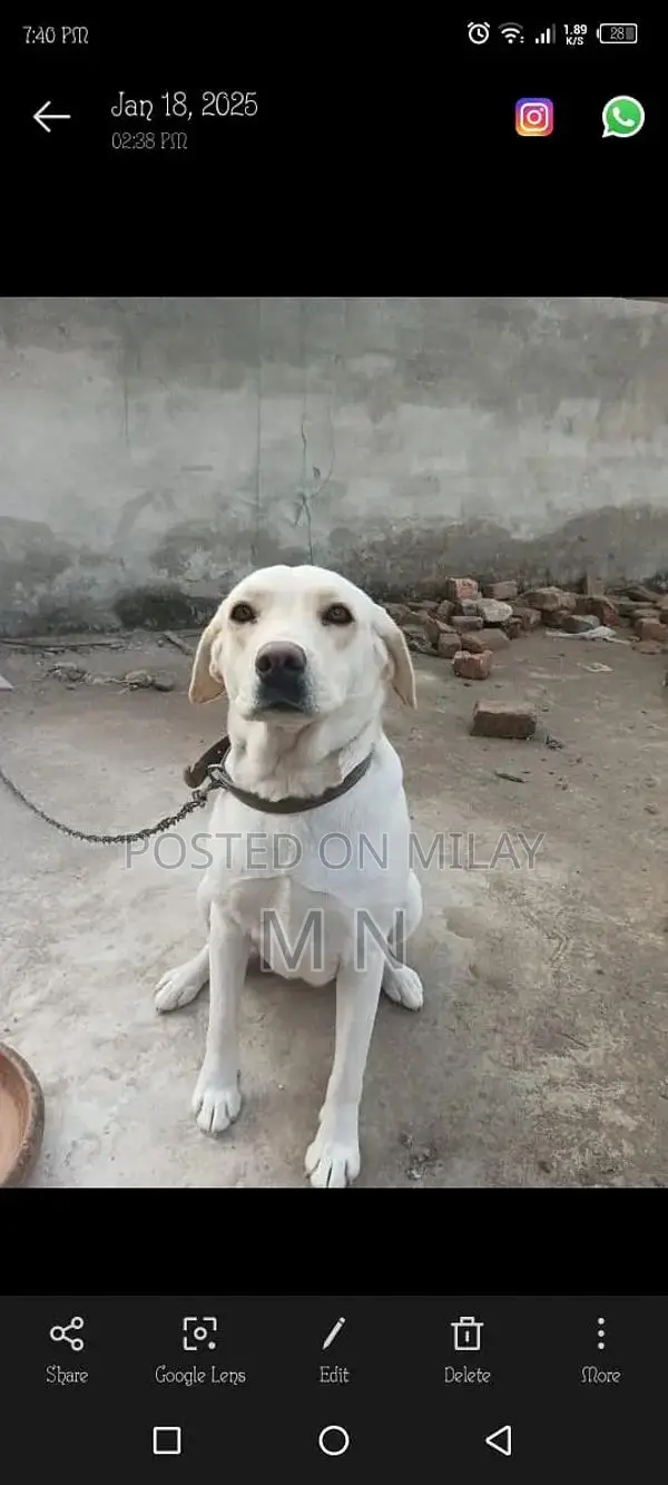 Family-Friendly Female Fawn Labrador Puppy