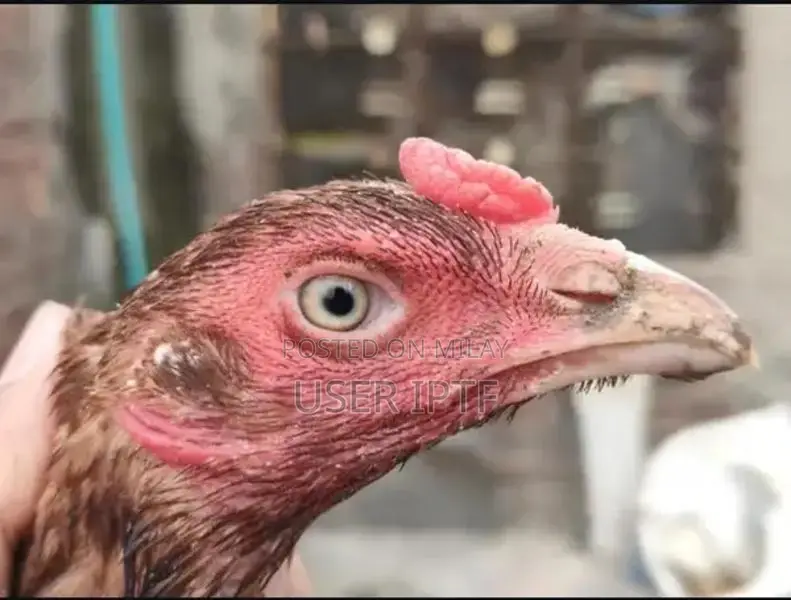 Mianwali High-Quality Egg-Laying Hens with Strong Bloodline