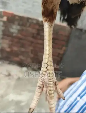 Mianwali High-Quality Egg-Laying Hens with Strong Bloodline