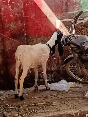 Dumba Livestock for Sale - Healthy Farm Animal