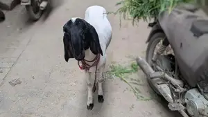 Dumba Livestock for Sale - Healthy Farm Animal