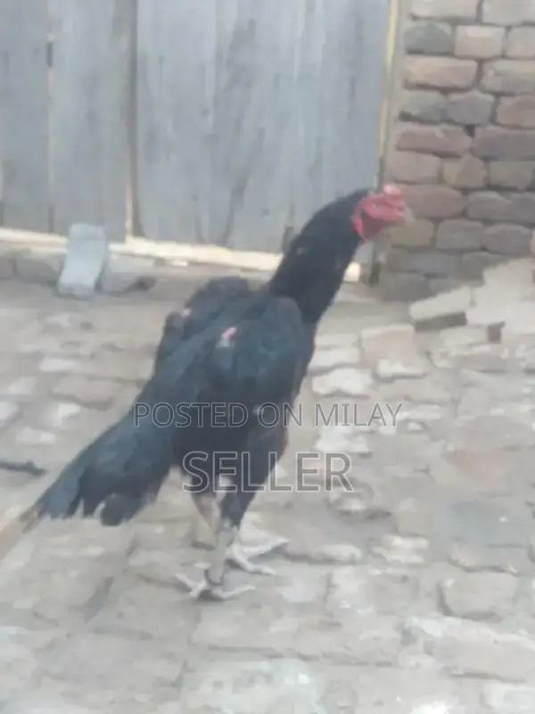 Fresh Aseel Chicken - Premium Quality Native Breed Poultry