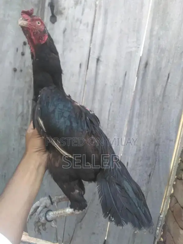 Fresh Aseel Chicken - Premium Quality Native Breed Poultry