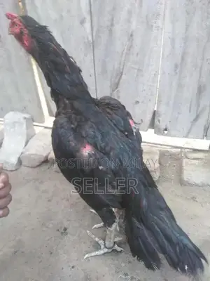 Fresh Aseel Chicken - Premium Quality Native Breed Poultry