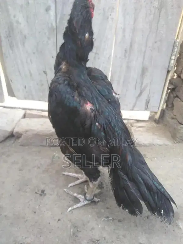 Fresh Aseel Chicken - Premium Quality Native Breed Poultry