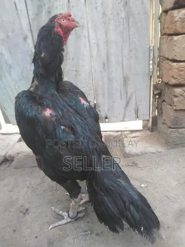 Fresh Aseel Chicken - Premium Quality Native Breed Poultry