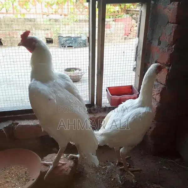 Premium Paper White Heera Aseel Breeding Pair - Medium Size