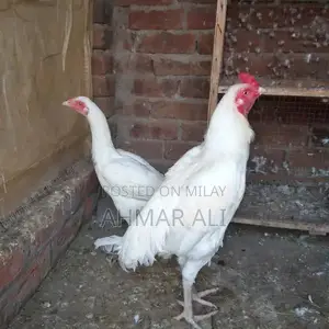 Premium Paper White Heera Aseel Breeding Pair - Medium Size