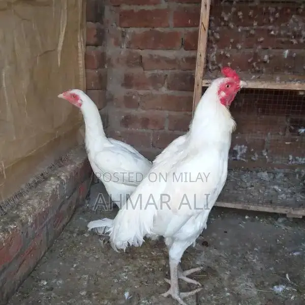 Premium Paper White Heera Aseel Breeding Pair - Medium Size
