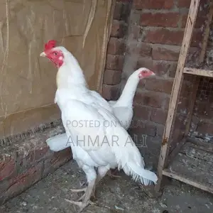 Premium Paper White Heera Aseel Breeding Pair - Medium Size