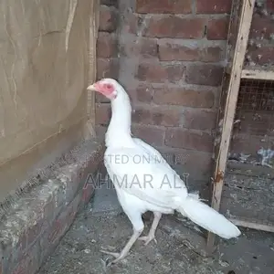 Premium Paper White Heera Aseel Breeding Pair - Medium Size