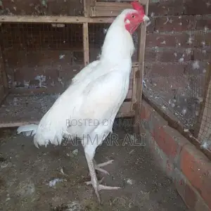 Premium Paper White Heera Aseel Breeding Pair - Medium Size