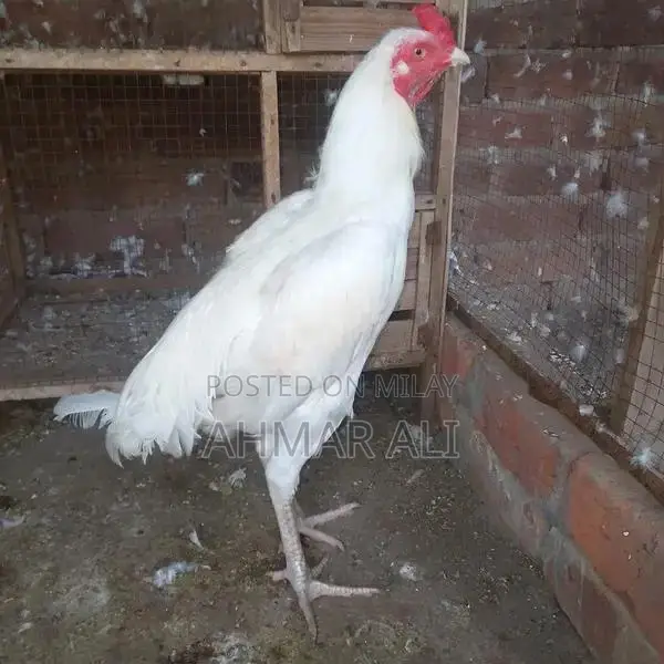 Premium Paper White Heera Aseel Breeding Pair - Medium Size