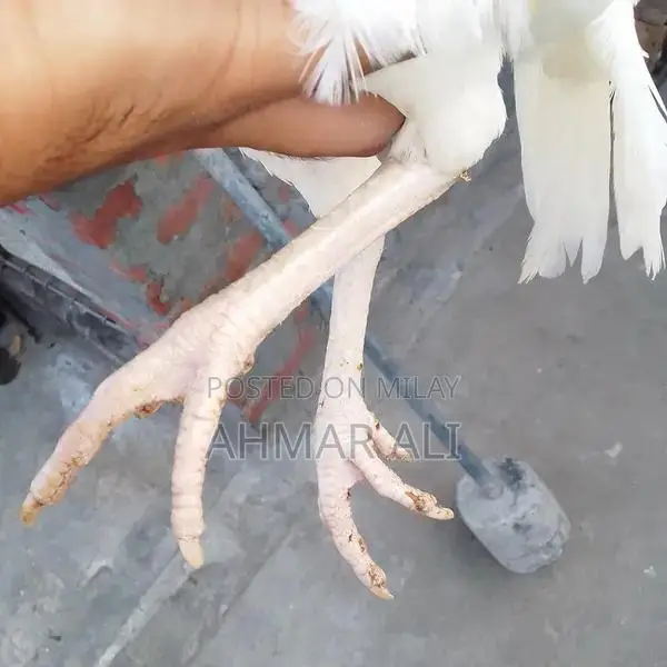 Premium Paper White Heera Aseel Breeding Pair - Medium Size