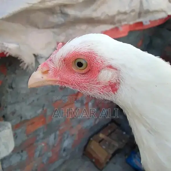 Premium Paper White Heera Aseel Breeding Pair - Medium Size