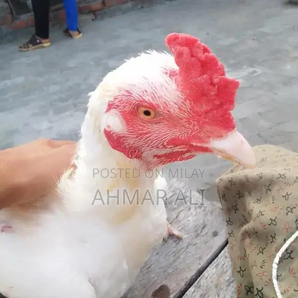 Premium Paper White Heera Aseel Breeding Pair - Medium Size