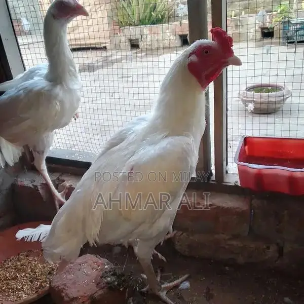 Premium Paper White Heera Aseel Breeding Pair - Medium Size