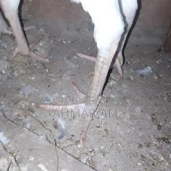Premium Paper White Heera Aseel Breeding Pair - Medium Size