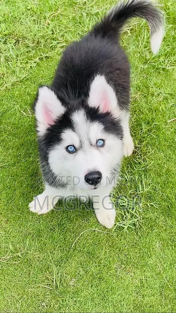 Purebred Siberian Husky Puppy - Blue-Eyed Male