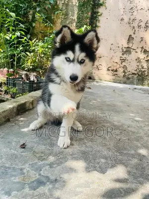 Purebred Siberian Husky Puppy - Blue-Eyed Male