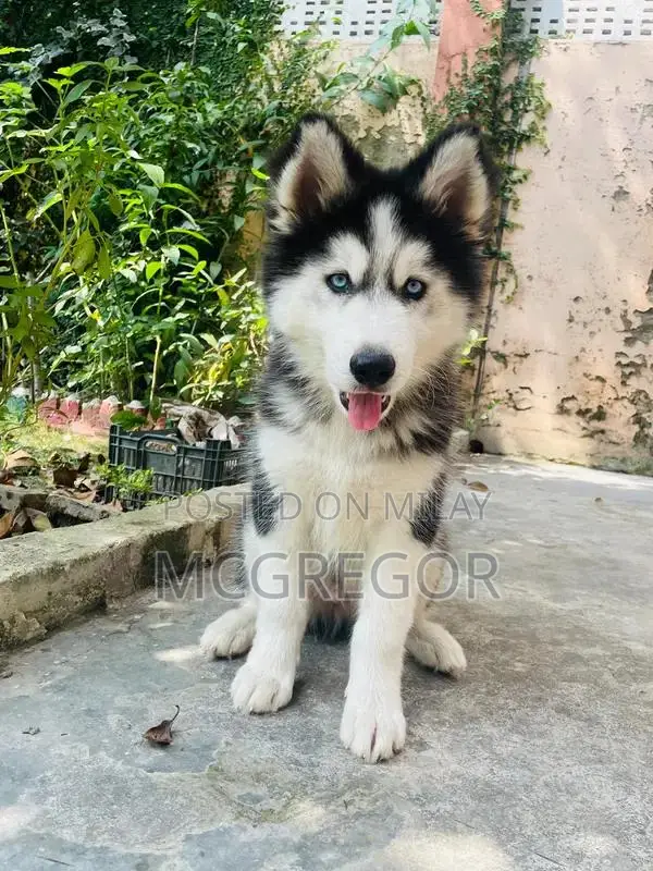 Purebred Siberian Husky Puppy - Blue-Eyed Male