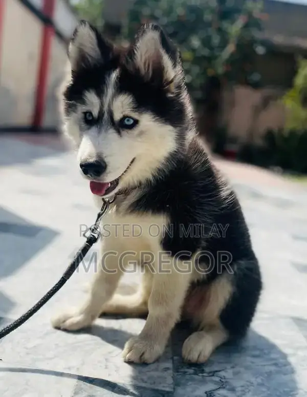 Purebred Siberian Husky Puppy - Blue-Eyed Male