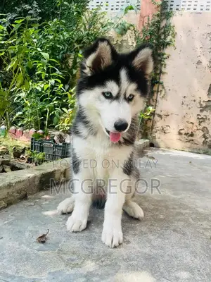 Purebred Siberian Husky Puppy - Blue-Eyed Male