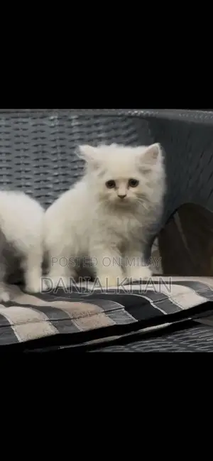 Photo - Adorable Punch Face Kittens - Litter Trained, Triple Coat