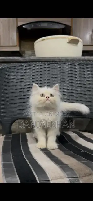 Adorable Punch Face Kittens - Litter Trained, Triple Coat