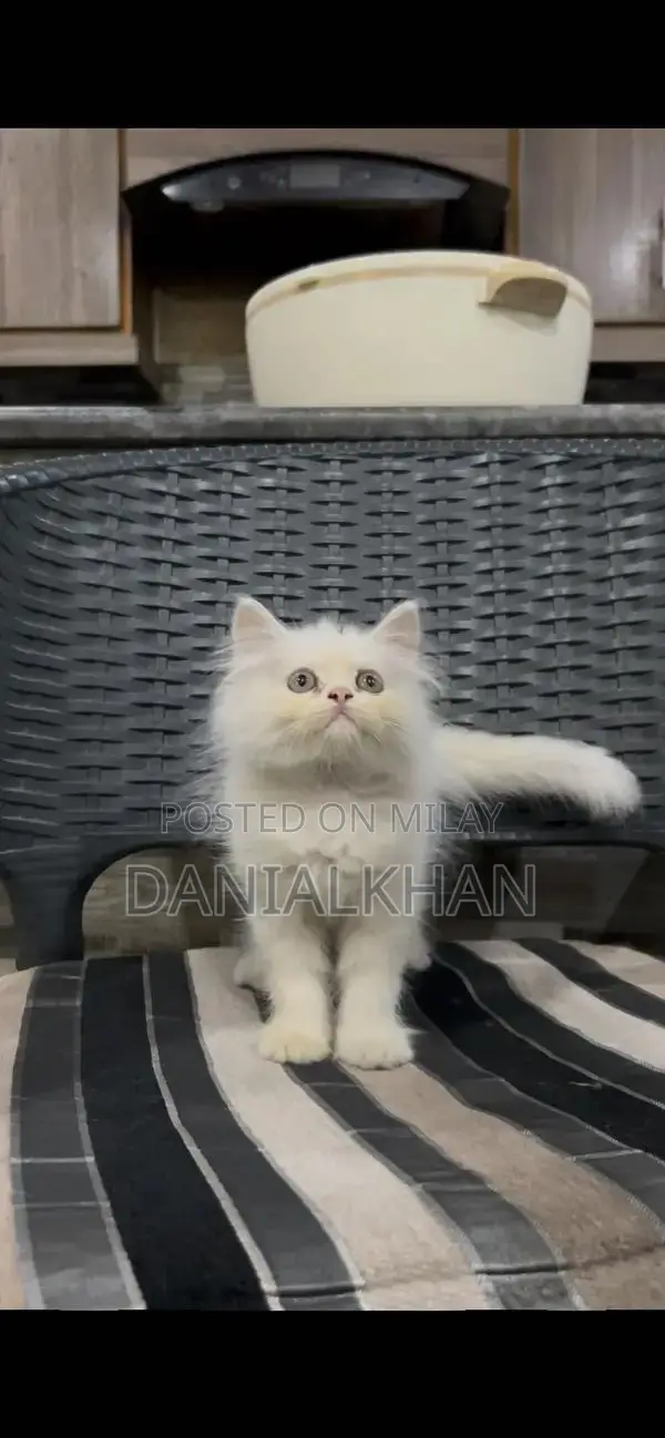 Adorable Punch Face Kittens - Litter Trained, Triple Coat