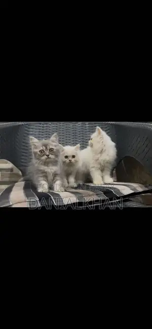 Adorable Punch Face Kittens - Litter Trained, Triple Coat