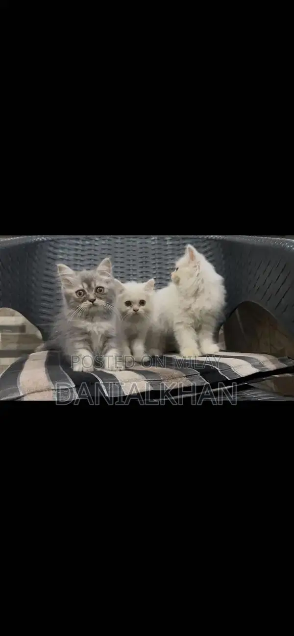 Adorable Punch Face Kittens - Litter Trained, Triple Coat