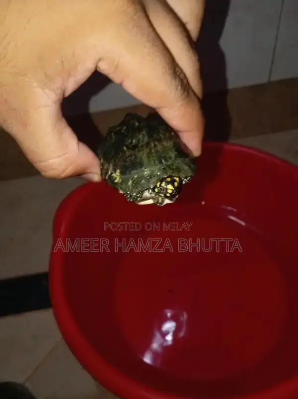 Rare Indian Spotted Turtle Exotic Pet
