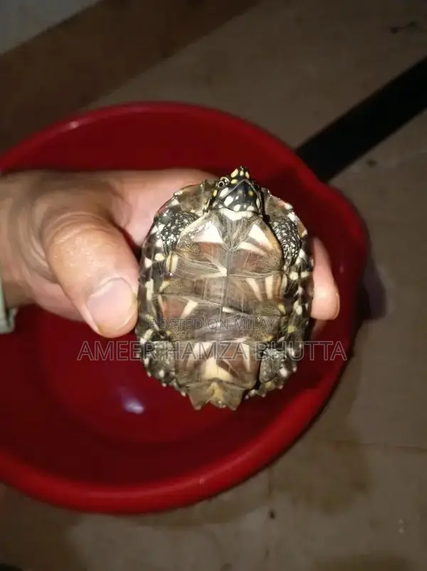Rare Indian Spotted Turtle Exotic Pet