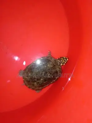Rare Indian Spotted Turtle Exotic Pet