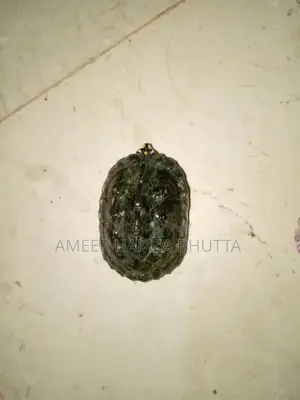 Rare Indian Spotted Turtle Exotic Pet