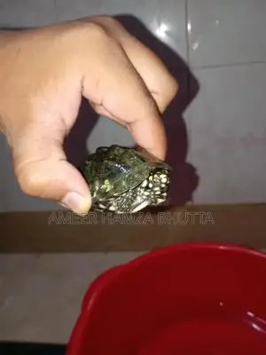 Rare Indian Spotted Turtle Exotic Pet