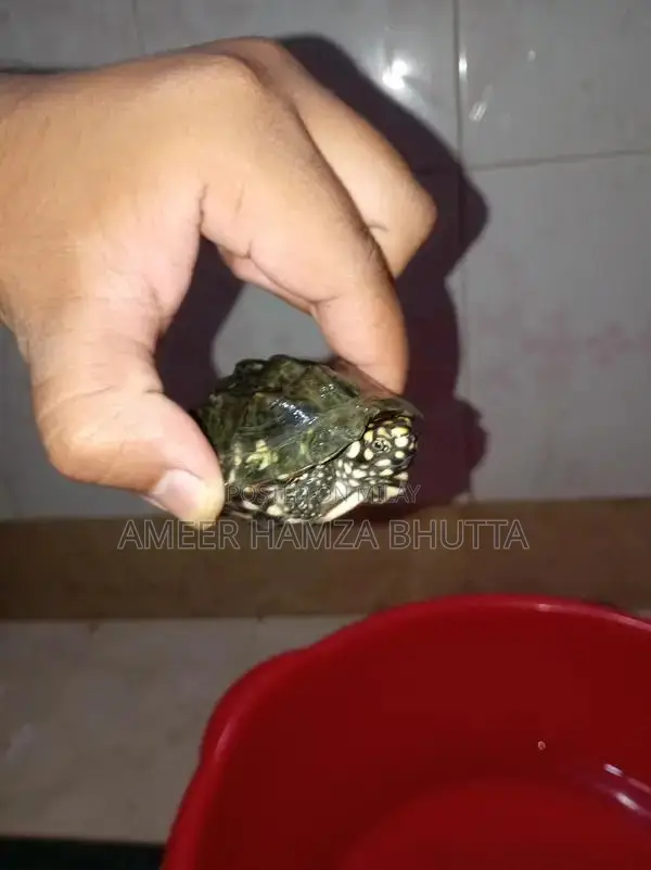 Rare Indian Spotted Turtle Exotic Pet