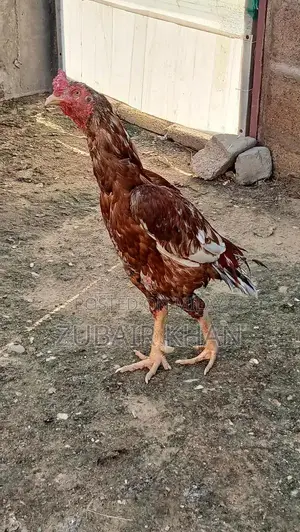 Premium Quality Long Height Aseel Murga - Farm-Raised Poultry