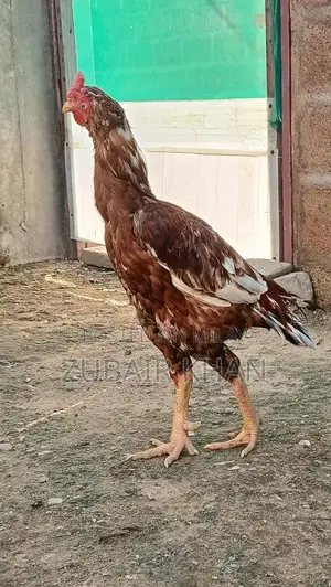 Premium Quality Long Height Aseel Murga - Farm-Raised Poultry