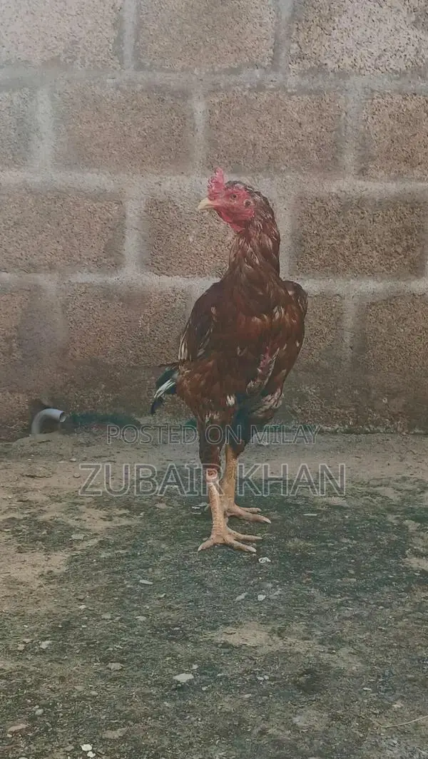 Premium Quality Long Height Aseel Murga - Farm-Raised Poultry