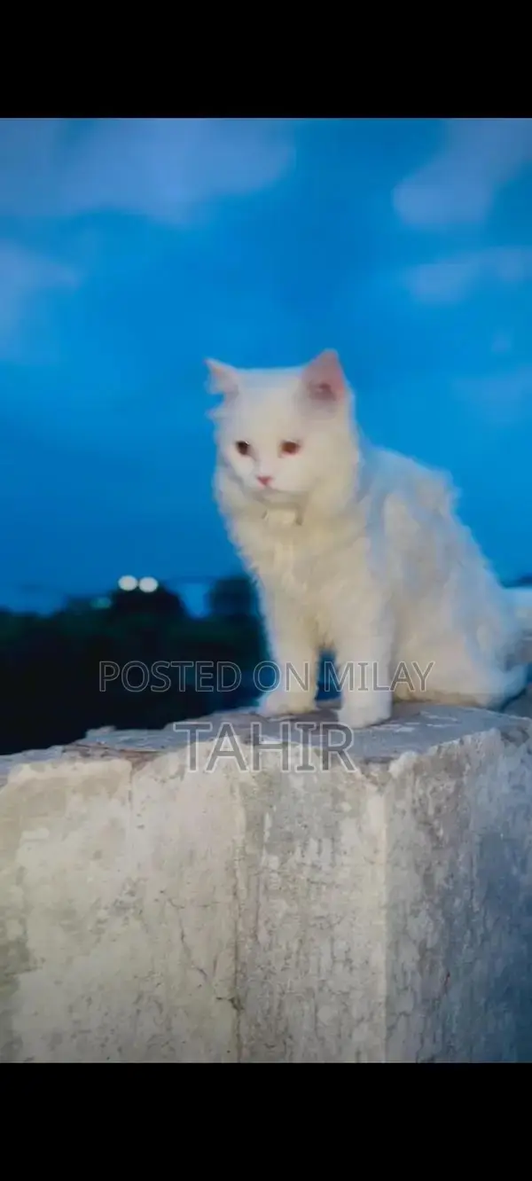 Purebred Persian Cat - Long-Haired Feline Companion