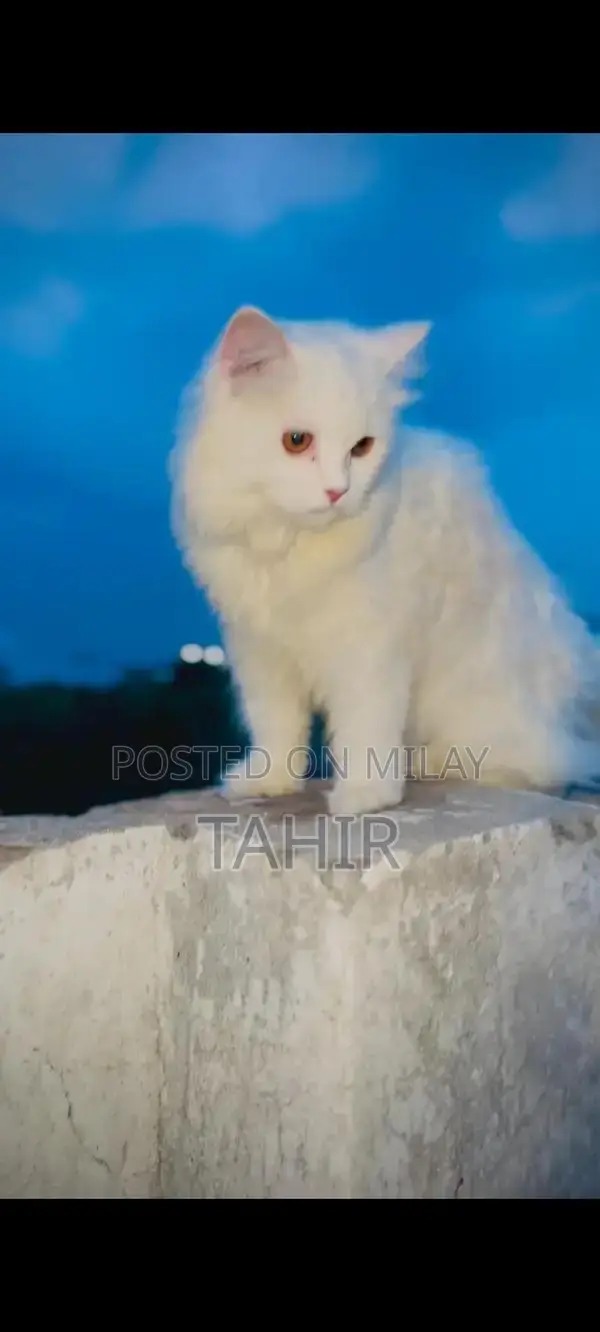 Purebred Persian Cat - Long-Haired Feline Companion