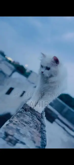 Purebred Persian Cat - Long-Haired Feline Companion