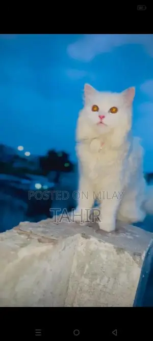 Purebred Persian Cat - Long-Haired Feline Companion