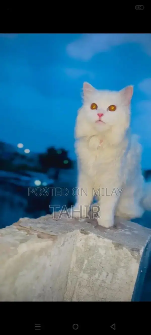 Purebred Persian Cat - Long-Haired Feline Companion